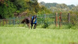 Whippets 1.1.jpg