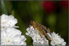 IMG_6172.jpg