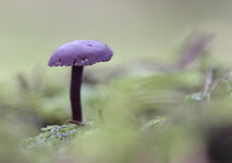 Lila Pilz2.jpg