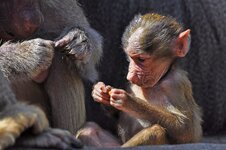 Neugieriges Äffchen_comp_DSLR_F.jpg