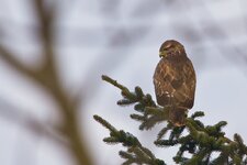bussard20.01.13-88.jpg