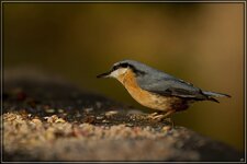 IMG_7916.jpg