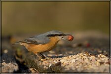 IMG_7923.jpg