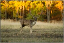 IMG_8041_1.jpg