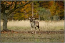 IMG_8069_1.jpg