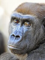 Gorillas_Augenblicke_comp_DSLR_F.jpg