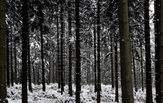 Wald12_2013.jpg