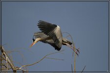 IMG_8770.jpg