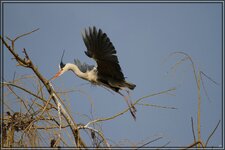 IMG_8771.jpg