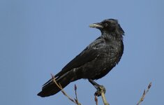 IMG_9510 Rabenkrähe Cr_D_N_.jpg