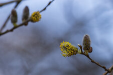 IMG_6653.jpg