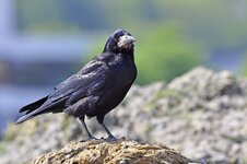 Krähe I_comp_DSLR_F.jpg