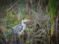 GH42014-5.jpg
