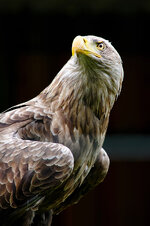 IMGP6729-dslr.jpg