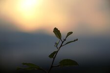 comp__MG_0008.jpg