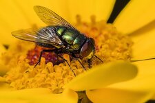 Goldlfiege--20140914-2105.jpg