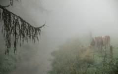 Nebel-4.jpg