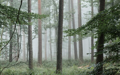 Wald-10.jpg