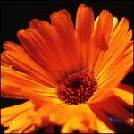 Makro_Velvia_Sept14_002.jpg