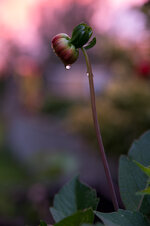 IMG_1632.jpg