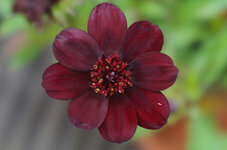 IMGP0945.jpg