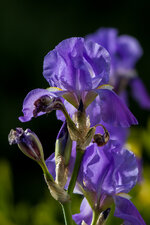 IMG_6017-3.jpg