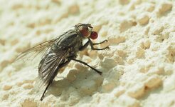 O9070552 Fliege Cr_A_S_.jpg