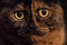 DSCF1515_crop_fc.jpg
