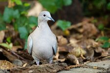 c_IMG_0727.jpg