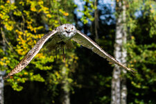 Wildpark Poing 1.jpg