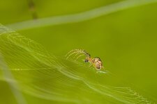 kleine-Spinne--20140916-2150.jpg