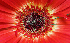 Blüte_0001.jpg