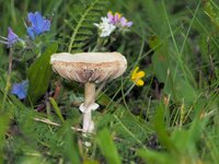 O9101090 Pilz ab_.jpg