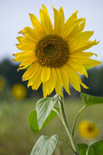 Sonnenblumenportrait1_CF.jpg