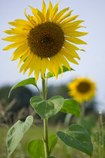 Sonnenblumenportrait2_CF.jpg