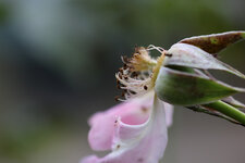 IMG_0352_70D.jpg