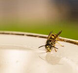 comp_DSC072461.jpg