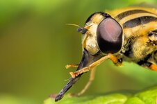 Grosse-Sumpfschwebfliege-Kopf--20140907-2015.jpg