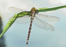 O8319477 K-Libelle cr_E_HPS_n_.jpg