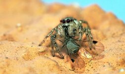 O9171820 Springspinne Cr_c_n3_s_.jpg