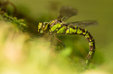 K52E0255-1_f.jpg