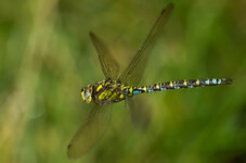 K52E0335-1_f.jpg