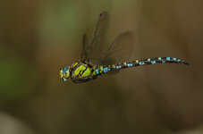 K52E0543-1.JPG