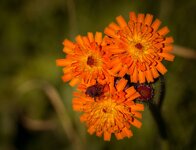 KleinOrange (1 von 1).jpg
