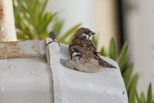 IMG_4814_kl.jpg