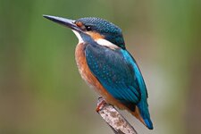 Eisvogel.jpg