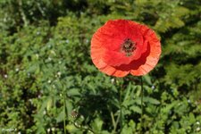 IMG_7577.jpg