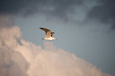 Möwe zwischen Wolken_bearbeitet-1.jpg