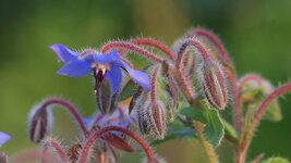 blume2.jpg