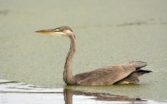 comp_DSC_9084-Graureiher.jpg
